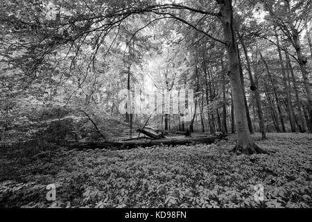 Parc national de Müritz, Mecklenburg-Ouest Pomerania, Allemagne, Europe Banque D'Images