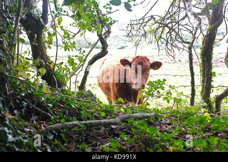 Le sud du Devon vache dans un champ à Cornwall Banque D'Images