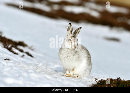 Lièvre variable (Lepus timidus) UK Banque D'Images