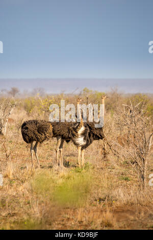 Autruche (Struthio camelus) marche à travers la savane, afrique du sud, Kruger Park Banque D'Images