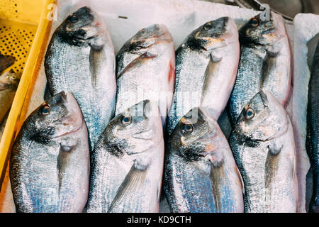Close up of delicious fresh la dorade poisson sur la glace sur market store shop. dorado sur la glace de poisson Banque D'Images