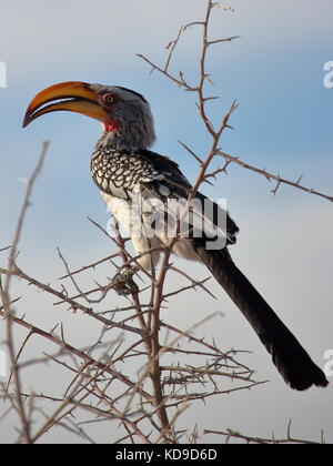 Le sud de l'oiseau calao à bec jaune dans le parc d'Etosha, Namibie Banque D'Images