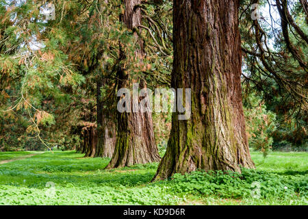 L'alignement des arbres Séquoia géant. Banque D'Images