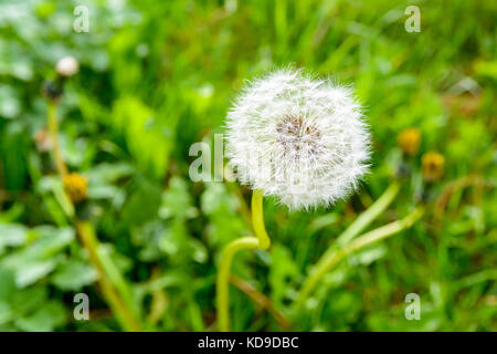 Vue rapprochée de la tête d'une des graines de fleurs de pissenlit contre le fond d'herbe floue. Banque D'Images