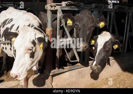 Trois vaches laitières Holstein se tenir au soleil à leur chargeur dans une grange freestall sur une ferme laitière du Wisconsin. Banque D'Images