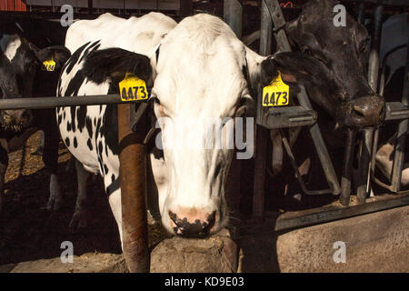 Une vache Holstein avec une tête blanche se penche sur l'appareil photo tout en se tenant dans le soleil à son chargeur dans une étable à stabulation libre dans le Wisconsin. Banque D'Images