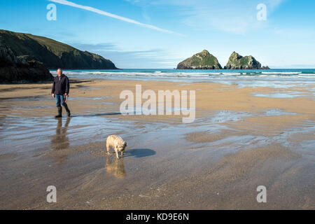 Une marchette pour chiens sur la plage à Holywell Bay Cornwall - Holywell Bay l'un des lieux de tournage emblématiques de Poldark à Cornwall. Banque D'Images