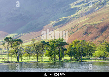 Sentinelle baignée de pins le long du rivage de buttermere en Cumbria uk Banque D'Images