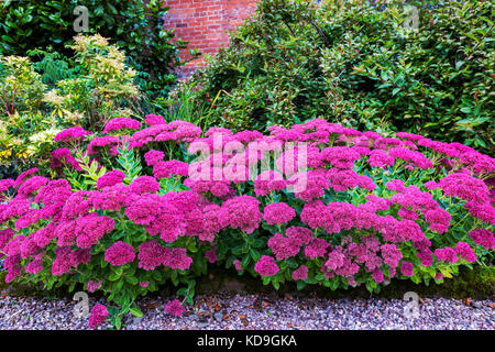 Floraison pourpre sedum plantes vivaces dans une bordure herbacée. Banque D'Images