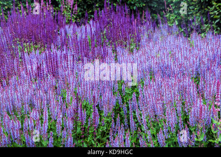 Salvia (homonymie) plante blossom Banque D'Images