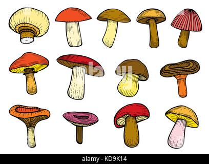 Ensemble de champignons des bois - hand drawn vector croquis colorés. collection de champignons différents avec des racines comestibles et vénéneuses, boletus Illustration de Vecteur