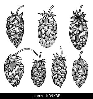 Gravure à la main. houblon ou humulus lupulus houblon commun avec la direction générale des feuilles et cônes. vector illustration Illustration de Vecteur