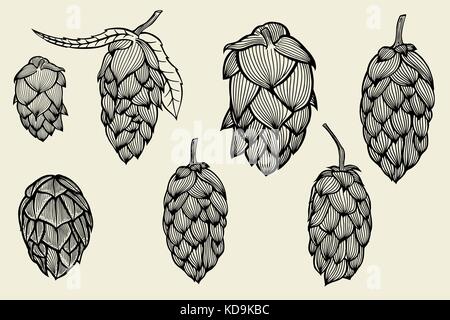 Gravure à la main. houblon ou humulus lupulus houblon commun avec la direction générale des feuilles et cônes. vector illustration Illustration de Vecteur