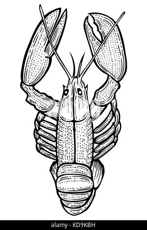 La main de homard style croquis illustration vectorielle. vieille imitation gravure à la main. Illustration de Vecteur