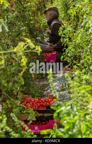 Torres Vedras, Portugal. 14 Setember 2017.homme travaillant dans la récolte de tomates dans une ferme d'agriculture biologique. Photographie de Ricardo Rocha. Banque D'Images