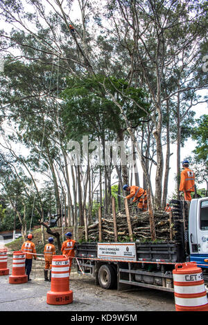 Sao Paolo, Brésil. Oct 11, 2017 Municipalité. Les travailleurs à l'élagage des arbres à Manuel Vaz de Toledo square, dans le quartier Vila Mariana, au sud de sao paulo, ce mercredi (11) Credit : alf ribeiro/Alamy live news Banque D'Images