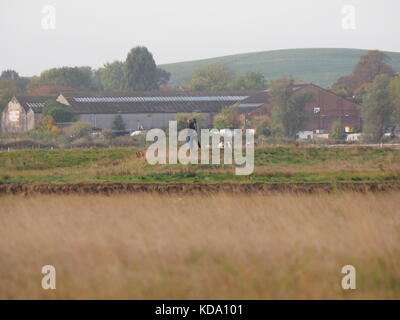 Sheerness, Kent, UK. Oct 12, 2017. Météo France : dog walkers profitez d'un début de journée ensoleillée à Sheerness. Credit : James Bell/Alamy Live News Banque D'Images