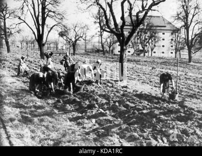 Sudetenland 1947. photo : citoyens tchécoslovaques qui ont déménagé dans empty farmland planter des pommes de terre. Banque D'Images