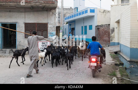 Shankar, Panjab, en Inde. 12 octobre 2017. grâce à un chèvres indian village. crédit : wansfordphoto/Alamy live news Banque D'Images