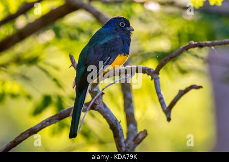 'Surucuá-grande-de-barriga-amarela (Trogon viridis) fotografado em Linhares, Espírito Santo - Sudeste do Brasil. Bioma Mata Atlântica. Registro feito Banque D'Images