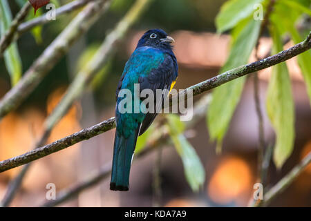 'Surucuá-grande-de-barriga-amarela (Trogon viridis) fotografado em Linhares, Espírito Santo - Sudeste do Brasil. Bioma Mata Atlântica. Registro feito Banque D'Images