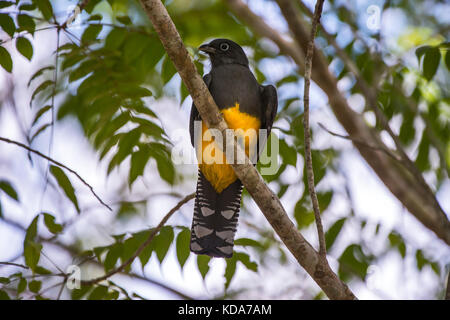 'Surucuá-grande-de-barriga-amarela fêmea (Trogon viridis) fotografado em Linhares, Espírito Santo - Sudeste do Brasil. Bioma Mata Atlântica. Registro Banque D'Images