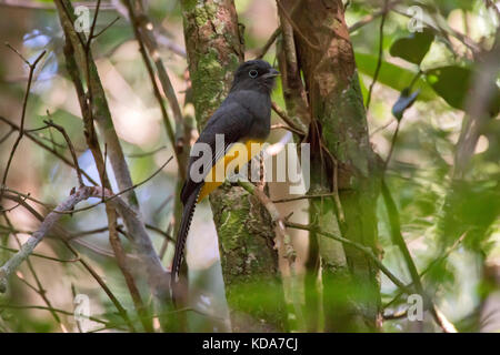 'Surucuá-grande-de-barriga-amarela fêmea (Trogon viridis) fotografado em Linhares, Espírito Santo - Sudeste do Brasil. Bioma Mata Atlântica. Registro Banque D'Images