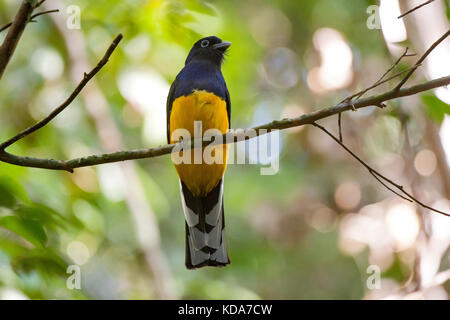 'Surucuá-grande-de-barriga-amarela fêmea (Trogon viridis) fotografado em Linhares, Espírito Santo - Sudeste do Brasil. Bioma Mata Atlântica. Registro Banque D'Images