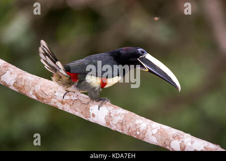 'Araçari-de-bico-branco (Pteroglossus aracari) fotografado em Linhares, Espírito Santo - Sudeste do Brasil. Bioma Mata Atlântica. Registro feito em 2 Banque D'Images