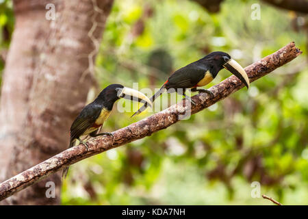 'Araçari-de-bico-branco (Pteroglossus aracari) fotografado em Linhares, Espírito Santo - Sudeste do Brasil. Bioma Mata Atlântica. Registro feito em 2 Banque D'Images