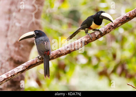 'Araçari-de-bico-branco (Pteroglossus aracari) fotografado em Linhares, Espírito Santo - Sudeste do Brasil. Bioma Mata Atlântica. Registro feito em 2 Banque D'Images