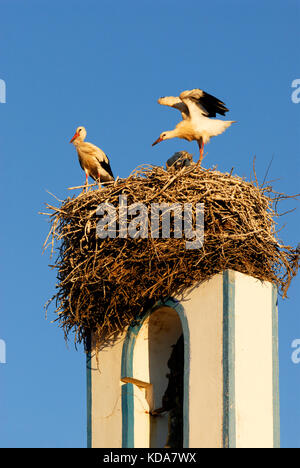 Dans le nid de cigognes, comporta, Alentejo, Portugal Banque D'Images