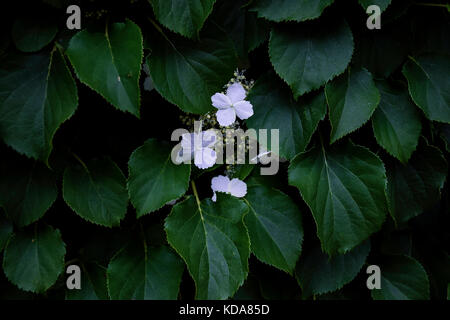 Dans un buisson de fleurs blanches Banque D'Images