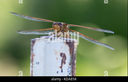 libellule Banque D'Images