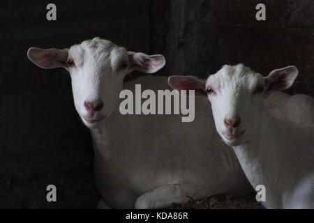 Sweet deux chèvres d'un blanc pur avec des oreilles roses et le nez se détendre sur un peu de foin dans une grange sombre dans une ferme au cours de l'automne dans le midwest. Banque D'Images