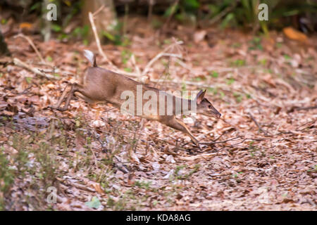 'Veado-catingueiro (Mazama gouazoubira) fotografado em Linhares, Espírito Santo - Sudeste do Brasil. Bioma Mata Atlântica. Registro feito em 2013. Banque D'Images