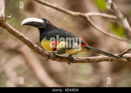 'Araçari-de-bico-branco (Pteroglossus aracari) fotografado em Linhares, Espírito Santo - Sudeste do Brasil. Bioma Mata Atlântica. Registro feito em 2 Banque D'Images