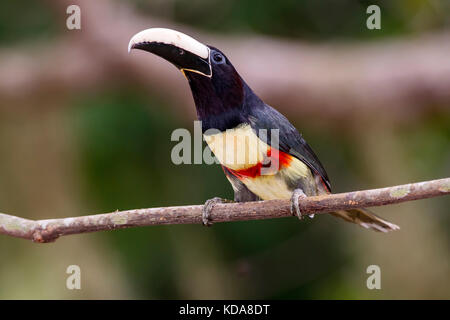 'Araçari-de-bico-branco (Pteroglossus aracari) fotografado em Linhares, Espírito Santo - Sudeste do Brasil. Bioma Mata Atlântica. Registro feito em 2 Banque D'Images