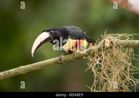 'Araçari-de-bico-branco (Pteroglossus aracari) fotografado em Linhares, Espírito Santo - Sudeste do Brasil. Bioma Mata Atlântica. Registro feito em 2 Banque D'Images