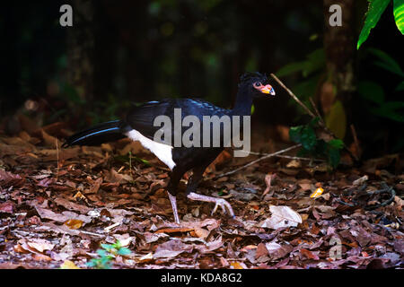 'Mutum-de-bico-vermelho (Crax Blumenbachii) fotografado em Linhares, Espírito Santo - Sudeste do Brasil. Bioma Mata Atlântica. Registro feito em 2013 Banque D'Images