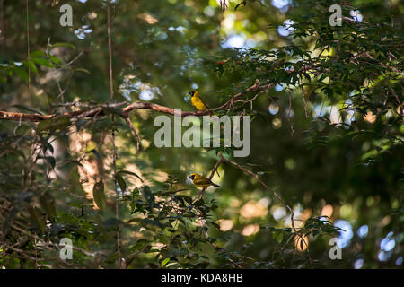 'Furriel (caryothraustes canadensis) fotografado em linhares, Espírito Santo - Nordeste do Brasil. bioma mata atlântica. registro Feito em 2013. Banque D'Images