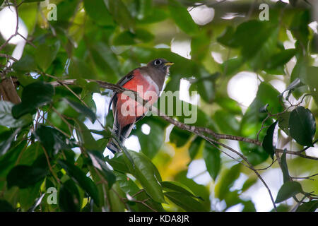 'Shucuá-de-coleira fêmea (Trogon collaris) fotografado em Linhares, Espírito Santo - Sudeste do Brasil. Bioma Mata Atlântica. Registro feito em 2013 Banque D'Images