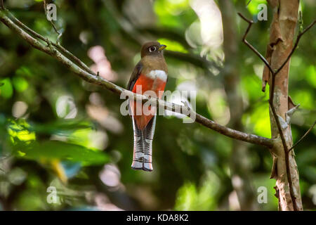 'Shucuá-de-coleira fêmea (Trogon collaris) fotografado em Linhares, Espírito Santo - Sudeste do Brasil. Bioma Mata Atlântica. Registro feito em 2013 Banque D'Images