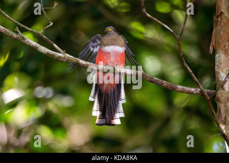 'Shucuá-de-coleira fêmea (Trogon collaris) fotografado em Linhares, Espírito Santo - Sudeste do Brasil. Bioma Mata Atlântica. Registro feito em 2013 Banque D'Images