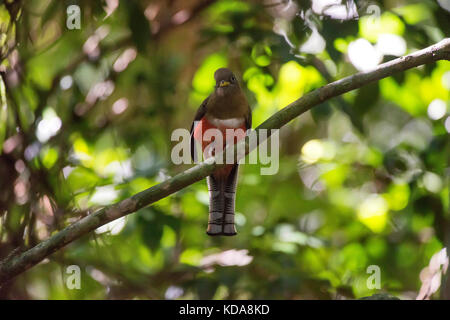 'Shucuá-de-coleira fêmea (Trogon collaris) fotografado em Linhares, Espírito Santo - Sudeste do Brasil. Bioma Mata Atlântica. Registro feito em 2013 Banque D'Images