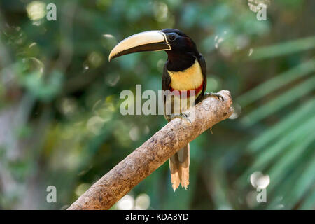 'Araçari-de-bico-branco (Pteroglossus aracari) fotografado em Linhares, Espírito Santo - Sudeste do Brasil. Bioma Mata Atlântica. Registro feito em 2 Banque D'Images