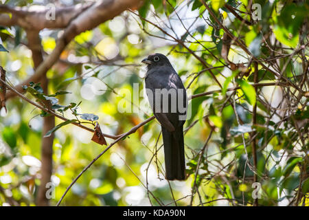 'Surucuá-grande-de-barriga-amarela (Trogon viridis) fotografado em Linhares, Espírito Santo - Sudeste do Brasil. Bioma Mata Atlântica. Registro feito Banque D'Images