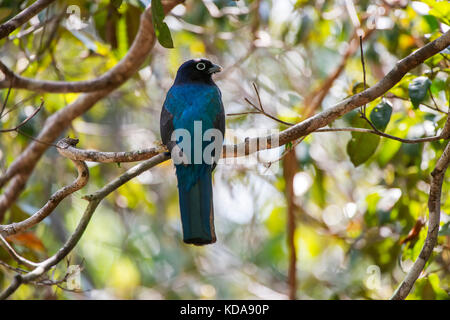 'Surucuá-grande-de-barriga-amarela (Trogon viridis) fotografado em Linhares, Espírito Santo - Sudeste do Brasil. Bioma Mata Atlântica. Registro feito Banque D'Images