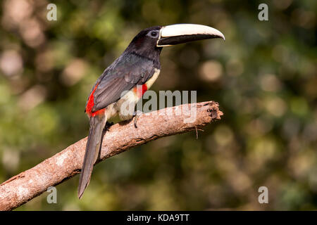 'Araçari-de-bico-branco (Pteroglossus aracari) fotografado em Linhares, Espírito Santo - Sudeste do Brasil. Bioma Mata Atlântica. Registro feito em 2 Banque D'Images