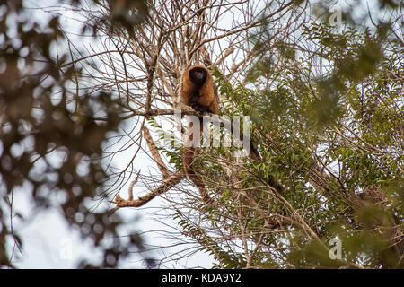 'Guigó (Callicebus personatus) fotografado em Linhares, Espírito Santo - Sudeste do Brasil. Bioma Mata Atlântica. Registro feito em 2013. ANGLAIS Banque D'Images